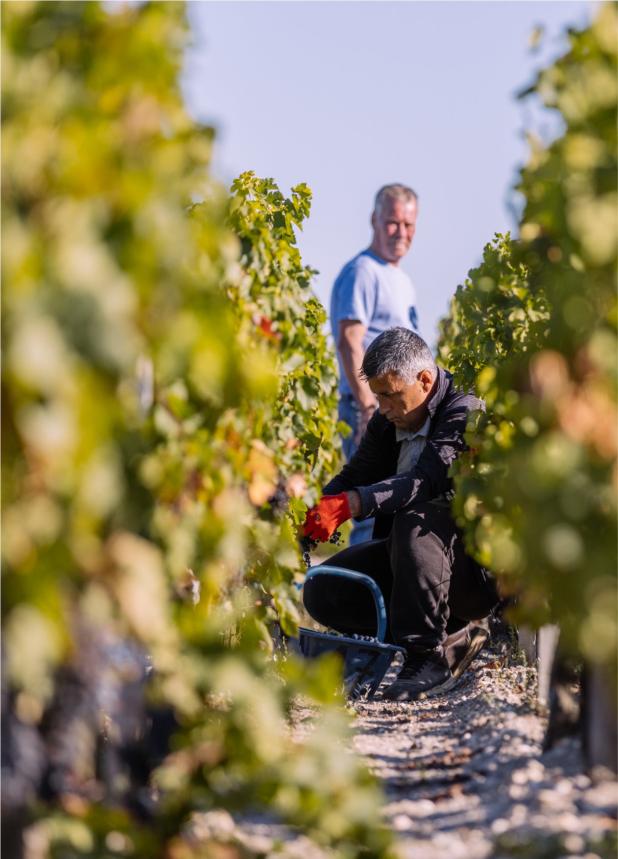 Domaines Peyronie - Nos vins